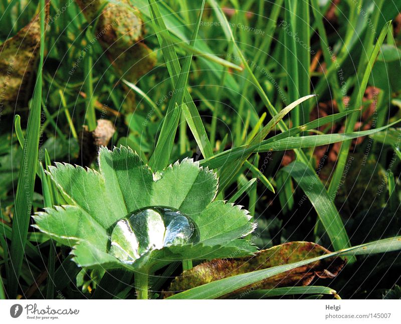 Blatt einer Frauenmantel-Pflanze mit einem dicken Wassertropfen im Blatt nass Stengel Gras Wiese Halm Tau Wetter Schönes Wetter Klarheit durchsichtig Spannung