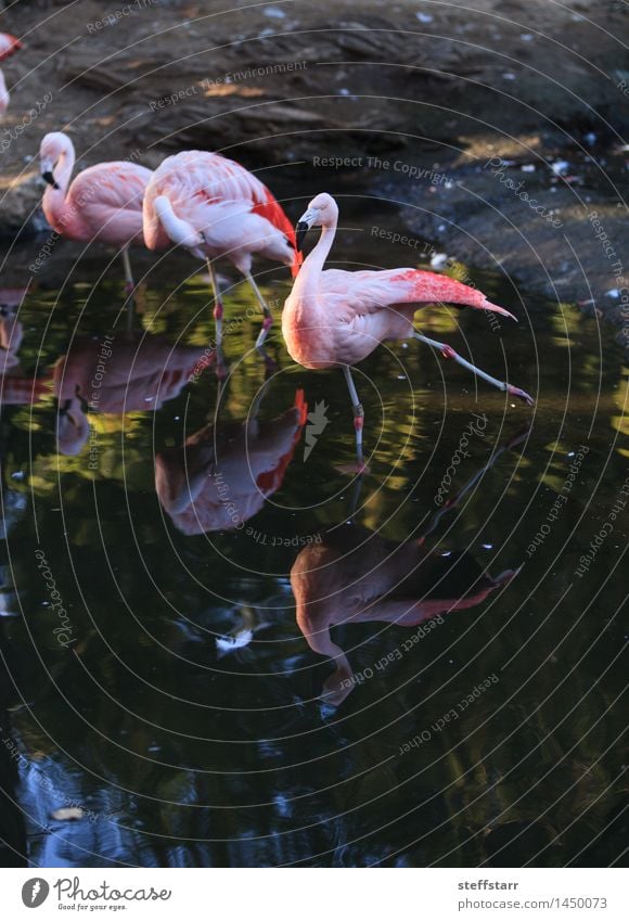 Chilenischer Flamingo, Phoenicopterus chilensis exotisch Ferien & Urlaub & Reisen Tourismus Abenteuer Sightseeing Safari Sommer Küste Seeufer Flussufer Tier