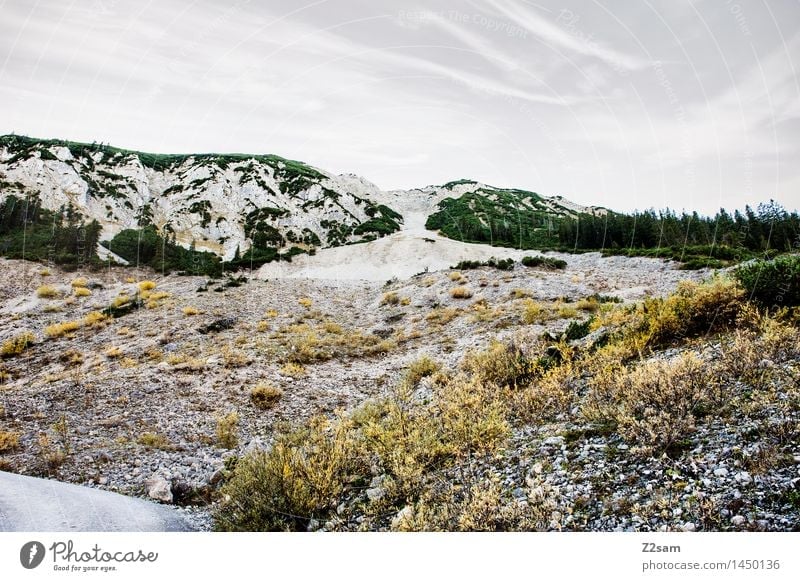 Schöne Tristesse Freizeit & Hobby wandern Umwelt Natur Landschaft Herbst Winter schlechtes Wetter Blume Sträucher Felsen Alpen Berge u. Gebirge Gipfel Gletscher