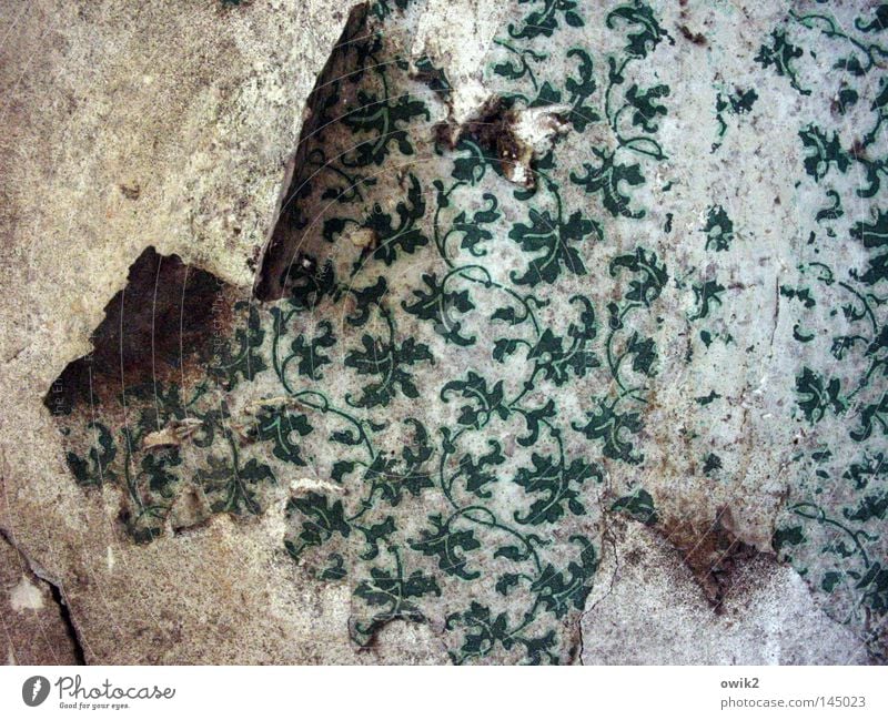 Les feuilles mortes Renovieren Tapete Blatt Mauer Wand Ornament alt historisch kaputt grün Einsamkeit Ordnung Vergangenheit Vergänglichkeit Modernisierung Rest