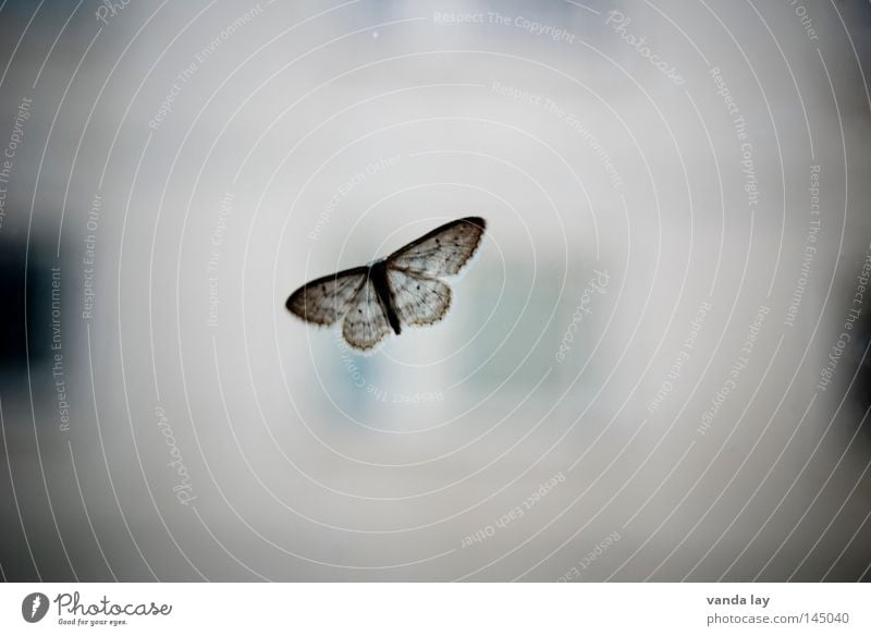 Alter Falter Schmetterling Insekt Tier grau Motte Tarnfarbe Fenster nah Natur Makroaufnahme Nahaufnahme Schwärmer Fensterscheibe Glas fliegen insect moth Flügel