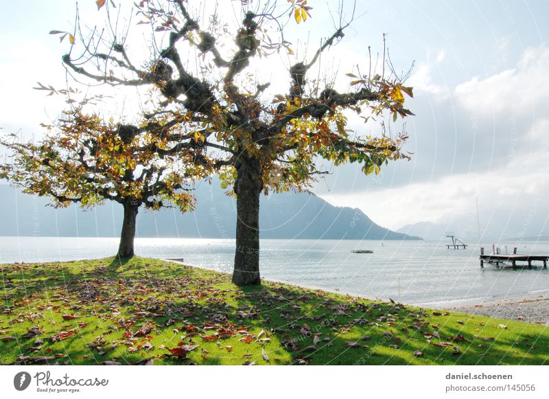 Nachsaison 1 Herbst Baum Blatt See Berge u. Gebirge Schweiz Vierwaldstätter See Farbe Platane Zweige u. Äste Baumstamm Jahreszeiten Licht gelb orange braun grün