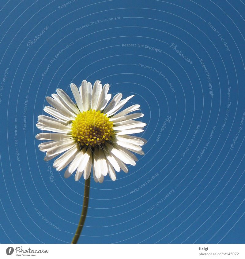 Blüte eines Gänseblümchens im Sonnenlicht vor blauem Himmel Farbfoto Außenaufnahme Nahaufnahme Menschenleer Textfreiraum rechts Textfreiraum oben