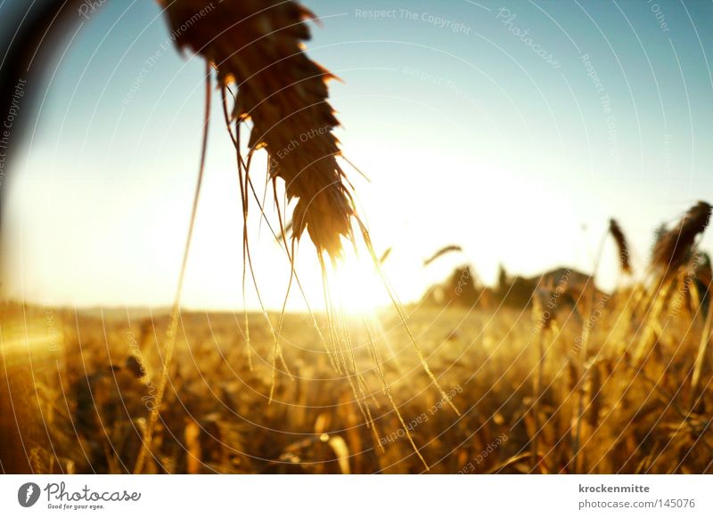 goldene Garben Weizen Korn Getreide Kornbrand Energie Kraft Sonnenaufgang Ähren Landwirtschaft Nutzpflanze Ackerbau Zerealien Corny Länder Schönes Wetter Feld