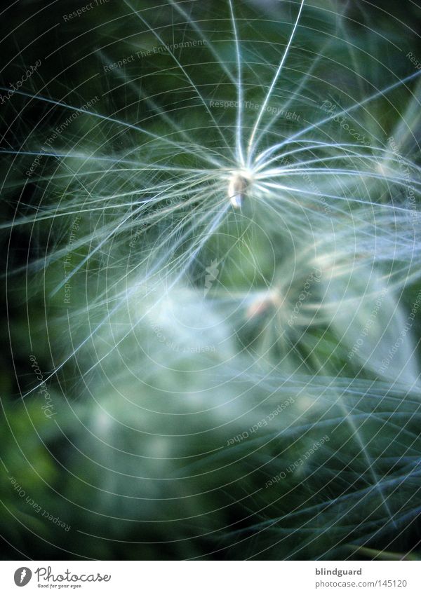 Puschel Sommer dunkel Gegenlicht träumen Samen Fallschirm Unschärfe Denken genießen Dämmerung glänzend weiß zart Pflanze Tier Botanik Bioprodukte biologisch