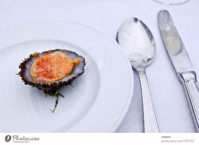 lecker muschel Farbfoto Textfreiraum oben Hintergrund neutral Fisch Meeresfrüchte Ernährung Mittagessen Abendessen Festessen Geschäftsessen Slowfood Geschirr