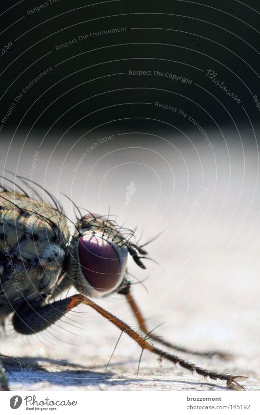 Fliege von rechts Makroaufnahme Insekt Kopf Auge Facettenauge Silhouette Profil Haare & Frisuren Oberschenkel Nahaufnahme Textfreiraum