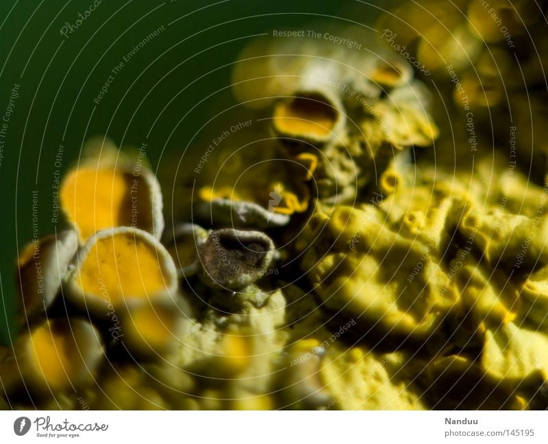 weit, weit weg Flechten gelb Makroaufnahme außerirdisch Natur abstrakt Hintergrundbild Außerirdischer Nahaufnahme obskur