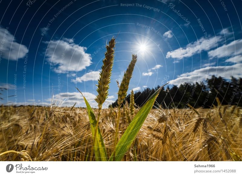Besonderes Licht über einem Getreidefeld, Ähren im letzten Licht Umwelt Natur Landschaft Pflanze Himmel Wolken Sonne Sonnenlicht Sommer Klima Klimawandel Wetter