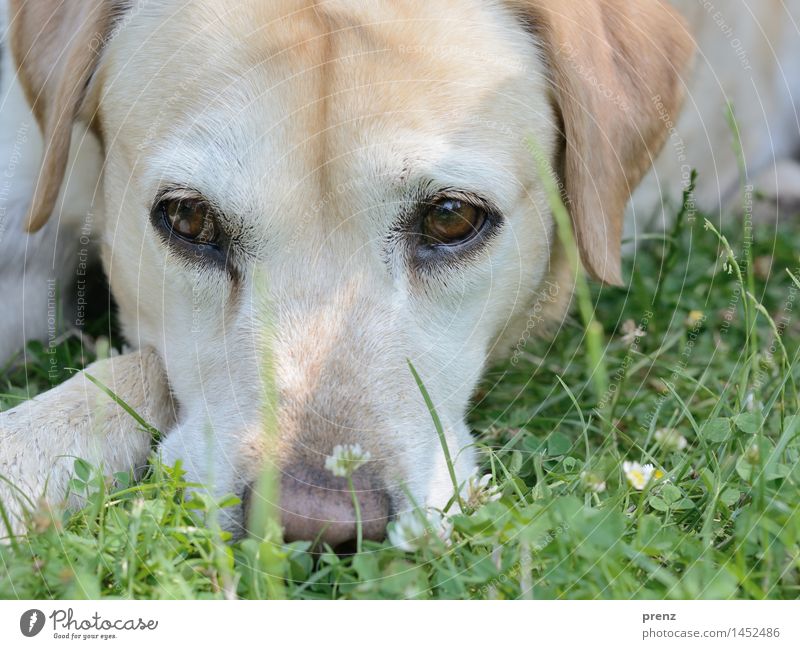 Labrador Umwelt Natur Frühling Sommer Wiese Tier Nutztier Hund 1 gelb grün Blick Auge Kopf Farbfoto Außenaufnahme Menschenleer Tag Schwache Tiefenschärfe