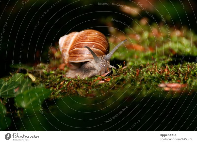 naturschönheit Natur Tier Moos Schnecke schleimig Umweltschutz Weinbergschnecken Waldtier Waldboden Schneckenhaus Fühler Feinschmecker bedrohte tierart