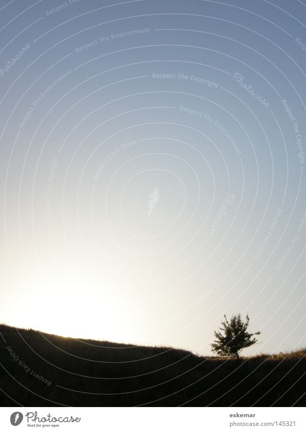 Unikat Baum Single Einsamkeit Landschaft Landschaftsformen Wiese Sommer Abend Sonnenuntergang einzeln Himmel Schönes Wetter Composing Linie Deutschland Europa