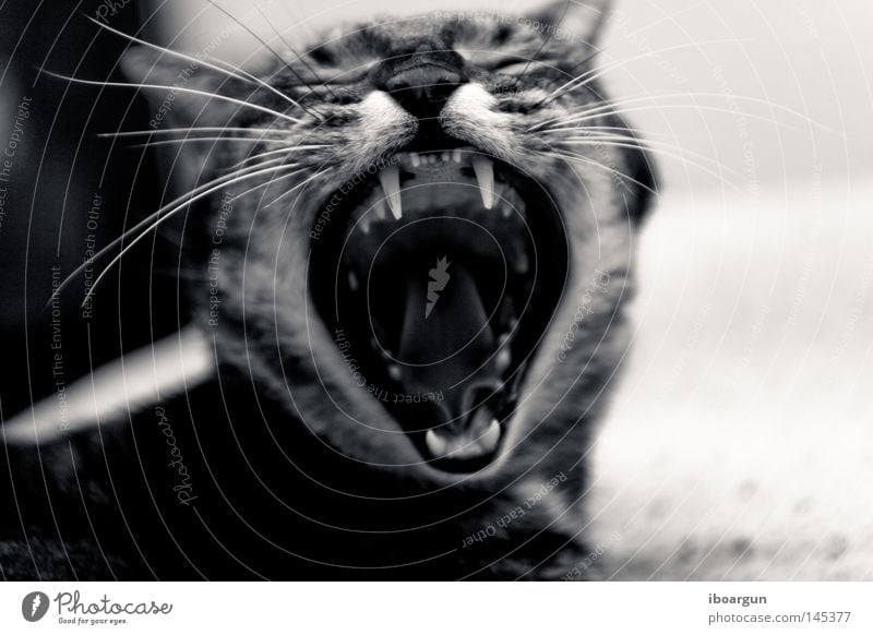 Louis der Wilde Katze Neunziger Jahre Säugetier Cat Haustier Stofftiere Schmusetiger getigert Profil Fell Haare & Frisuren Schnurrhaar Geruch liegen Tier Animal