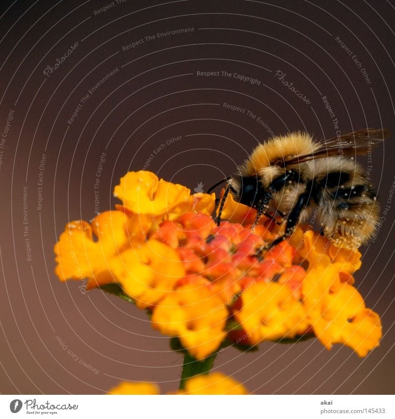Last Bee 2008..........250! Blume Blüte Wandelröschen Biene bestäuben Pollen Honig Honigbiene Staubfäden gelb orange Flügel Makroaufnahme 5000 Nahaufnahme