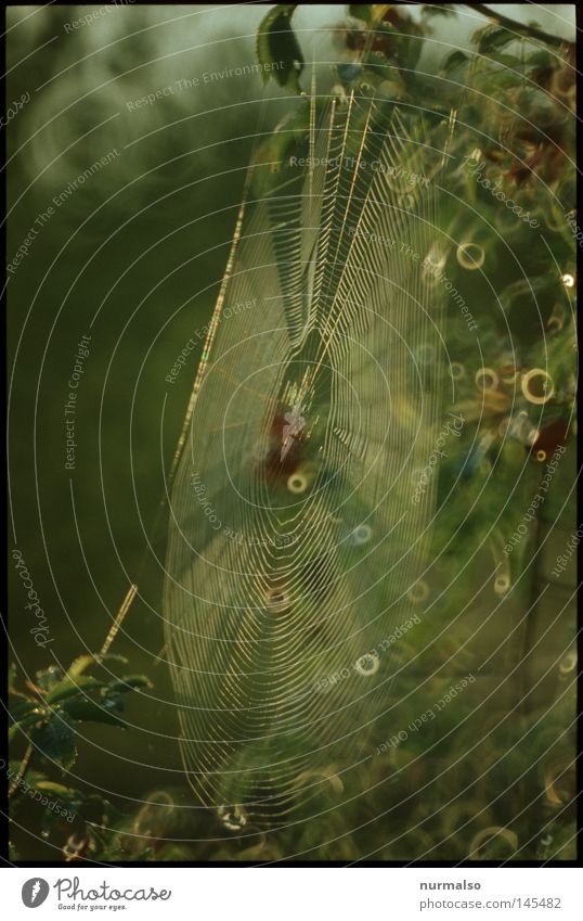 Spinne@Home Gartenbau gewebt Weben glänzend Wassertropfen Tropfen Herbst Indian Summer September Natur authentisch Morgen grün Stimmung Kreuzspinne Fliege Käfer
