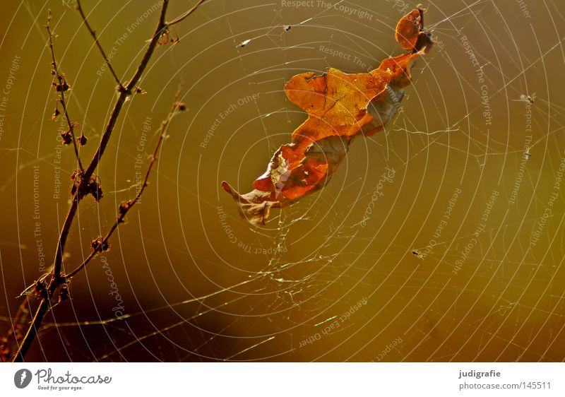 Herbstlich Blatt Eichenblatt Laubbaum Spinnennetz Geäst Zweige u. Äste Natur Umwelt schön Pflanze glänzend Farbe Netz herbstlich