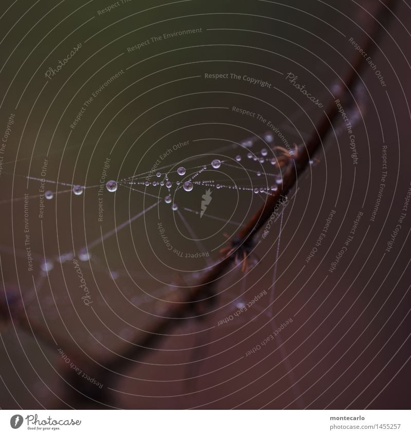 geometrisch | es ist kompliziert Umwelt Natur Pflanze Wasser Wassertropfen Klima Nebel Sträucher Grünpflanze Wildpflanze Spinnennetz dunkel dünn authentisch