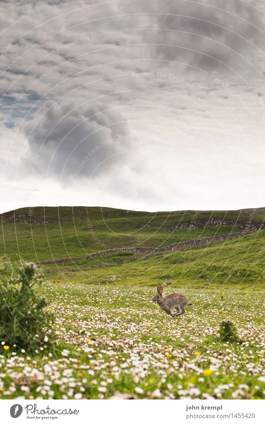 Lauf Hase lauf Natur Landschaft Blume Gras Gänseblümchen Wiese Feld Isle of Skye Schottland Tier Wildtier Hase & Kaninchen Kaninchenbau 1 springen