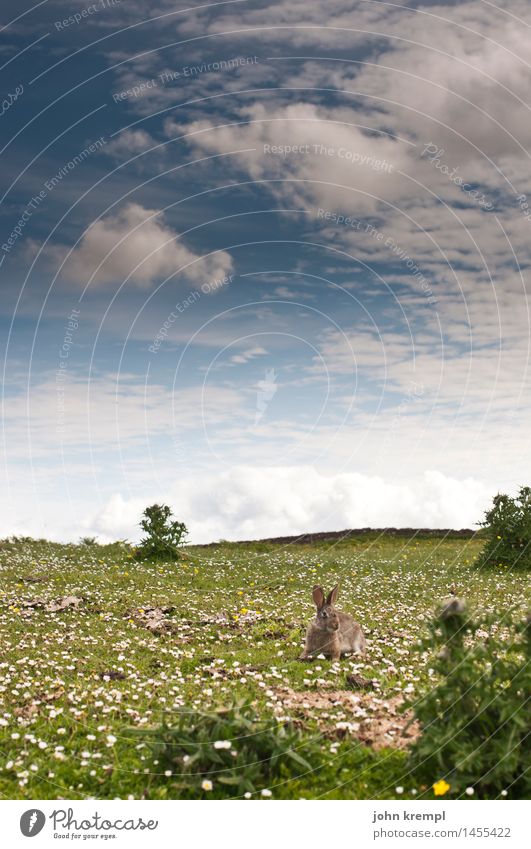 Osterhasi Natur Landschaft Pflanze Tier Frühling Sommer Blume Gras Wiese Isle of Skye Schottland Hase & Kaninchen Kaninchenbau 1 Blühend hocken laufen