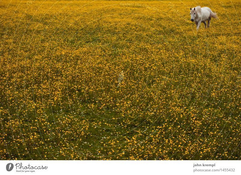 Eckpferd Blume Blüte Sumpf-Dotterblumen Wiese Schottland Pferd 1 Tier gehen Kitsch gelb Glück Lebensfreude Frühlingsgefühle Geborgenheit Tierliebe Treue