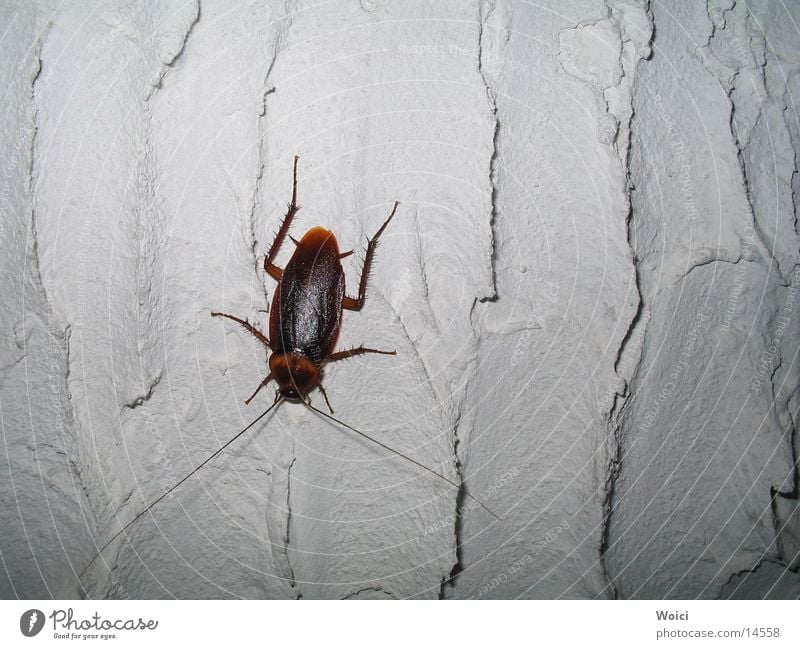 Haustiere in Venezuela Gemeine Küchenschabe Schädlinge Insekt Cockroach Käfer Kuba
