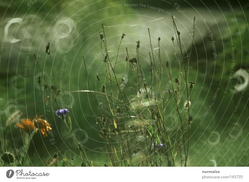 Guter Morgenblick Gartenbau Herbst Spinne Wassertropfen Tau Nebel Sonnenaufgang nass schön ästhetisch fantastisch wunderbar glänzend Reflexion & Spiegelung