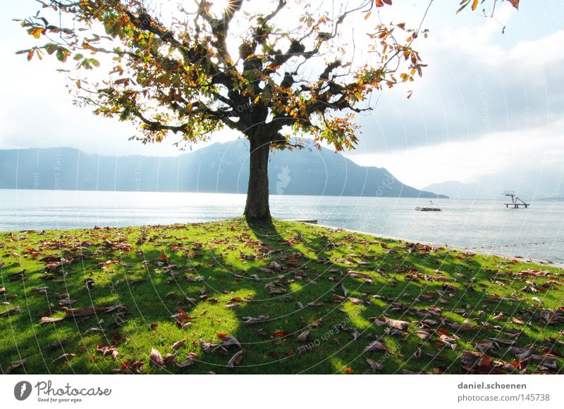 Herbst 3 Baum Blatt See Berge u. Gebirge Schweiz Vierwaldstätter See Farbe Platane Zweige u. Äste Baumstamm Jahreszeiten Licht gelb orange braun grün Seeufer