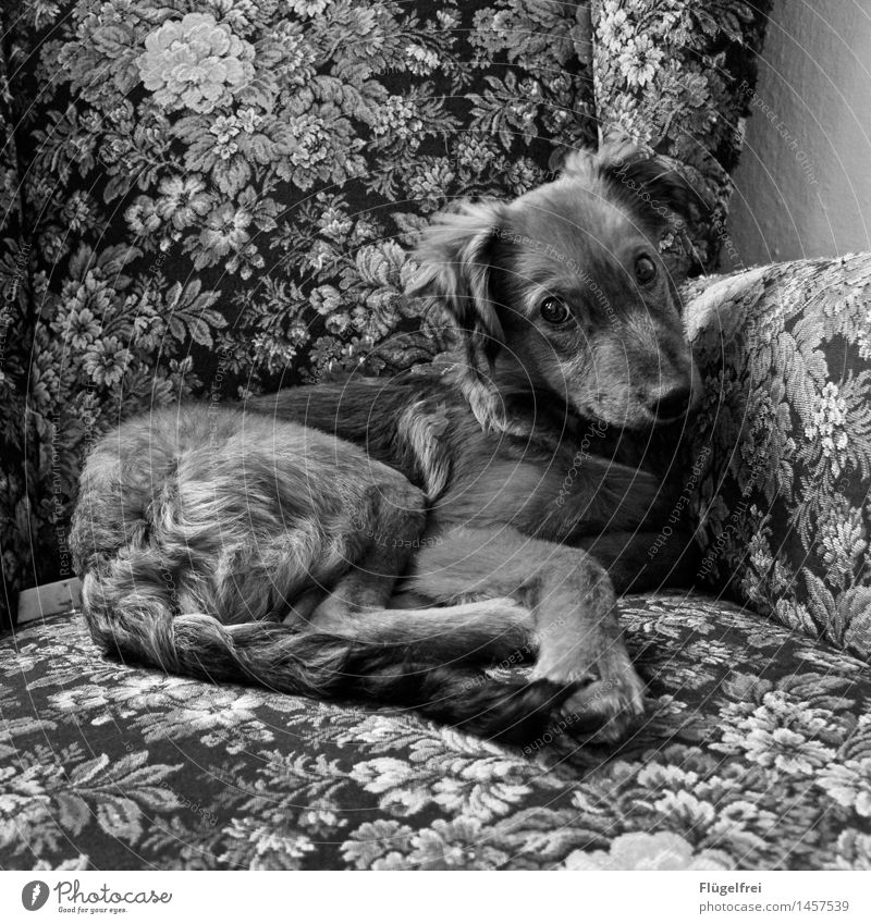 Echt? Tier Haustier Hund 1 liegen gemütlich Sessel Sofa Blick Pfote Fell Blumenmuster beobachten Ohr Welpe schön Lächeln Zufriedenheit Schwarzweißfoto