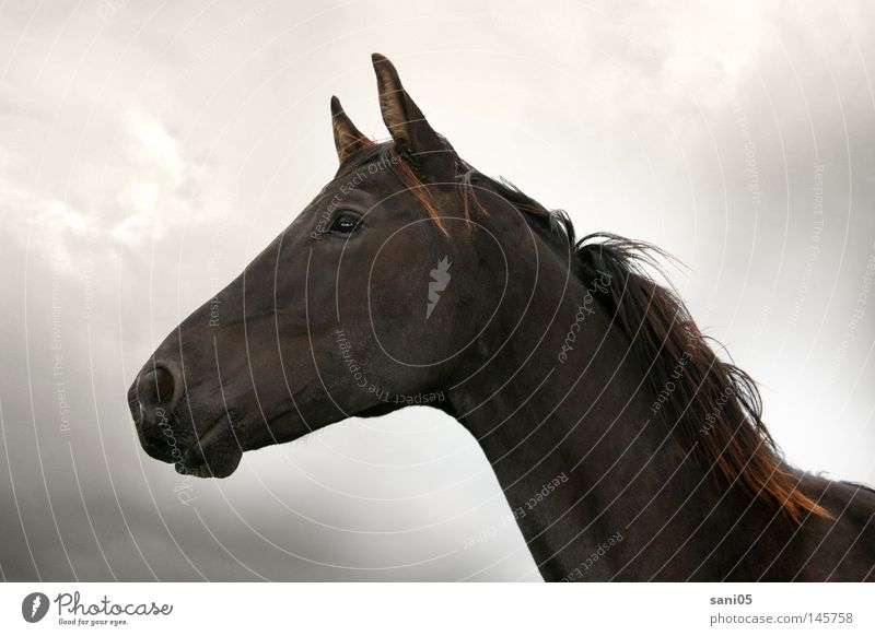 Aufbruch Pferd schwarz Wolken dunkel Säugetier junges Pferd Himmel Freiheit Weide Jungpferd Gewitter Rappe