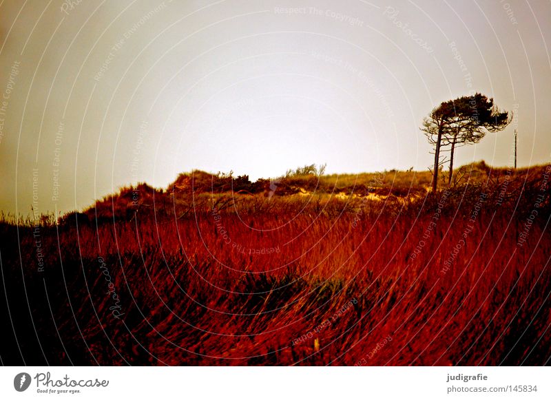 Weststrand Ostsee Darß Meer Küste Baum Windflüchter Stranddüne Gras Abend rot Erholung Natur Umwelt Farbe fischland darß Abenddämmerung