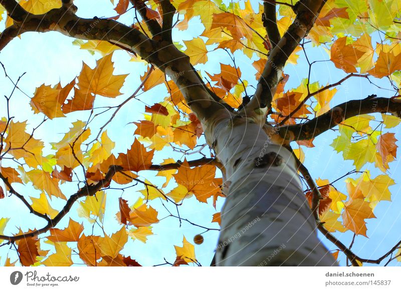 Herbst 4 Baum Blatt Perspektive Farbe Platane Geäst Zweige u. Äste Baumstamm Jahreszeiten gelb orange braun grün blau zyan Himmel