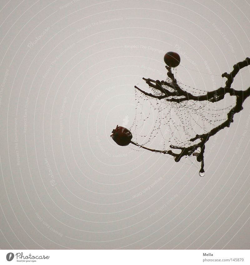 benetzt Geäst Zweige u. Äste Beeren Spinnennetz Wassertropfen Tropfen Vernetzung grau trüb trist Nebel Kontrast Tod Trauer dunkel Herbst Verzweiflung Netz