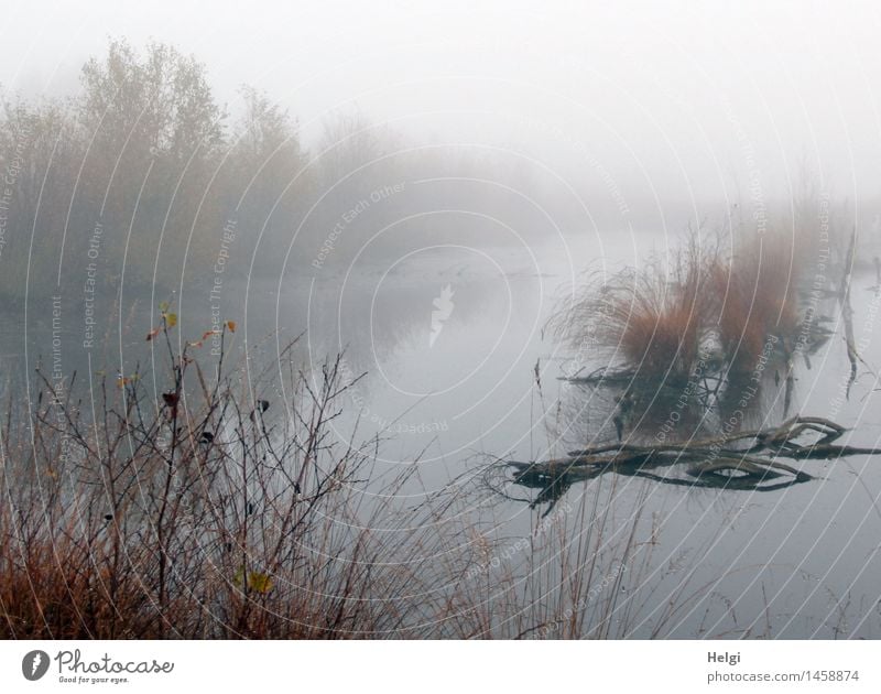 Nebel im Moor... Umwelt Natur Landschaft Pflanze Wasser Herbst Gras Sträucher Wildpflanze Ast Sumpf Moorsee stehen dehydrieren Wachstum ästhetisch authentisch