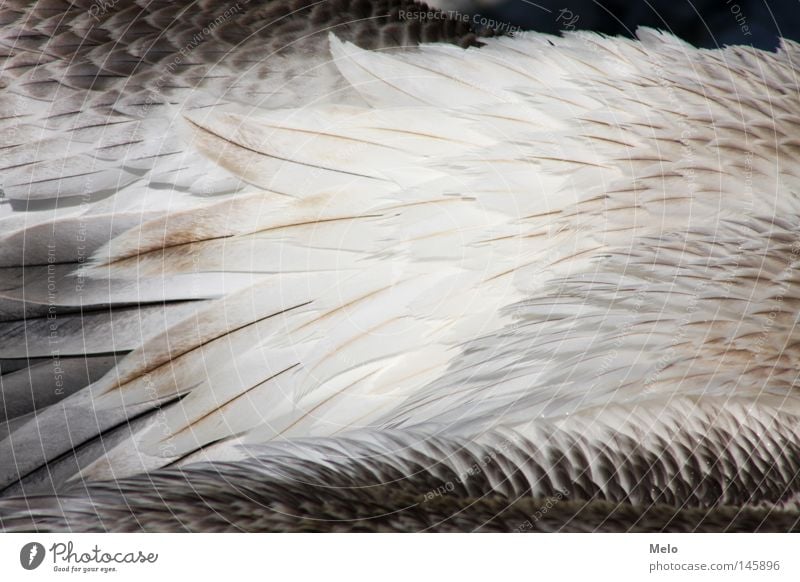 wenn sie fliegt... II Feder Pelikan Detailaufnahme Tier Vogel