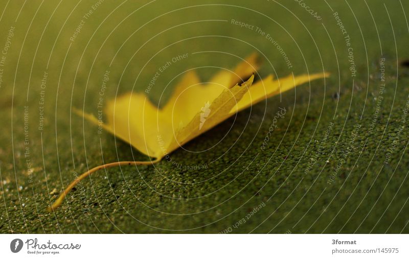 Herbsttag Wasserlinsen Algen Pflanze Sturz fallen leer Erwartung Einsamkeit Langeweile Ferne ruhig Tau Sonnenaufgang Morgen weich grün Park Grünfläche