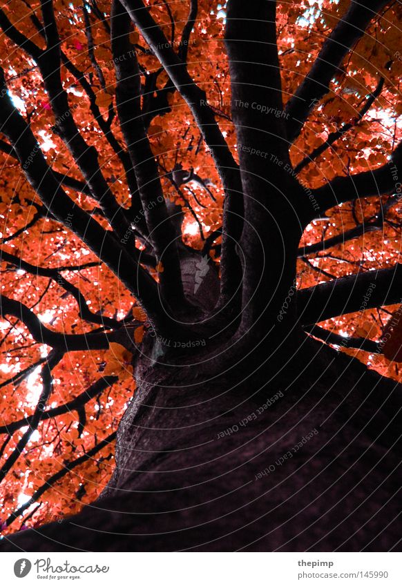 feuriger herbst Baum Geäst Zweige u. Äste rot Herbst Jahreszeiten orange Wald Holz Natur Baumrinde braun schwarz Feuer Blatt getrocknet vertrocknet Tod