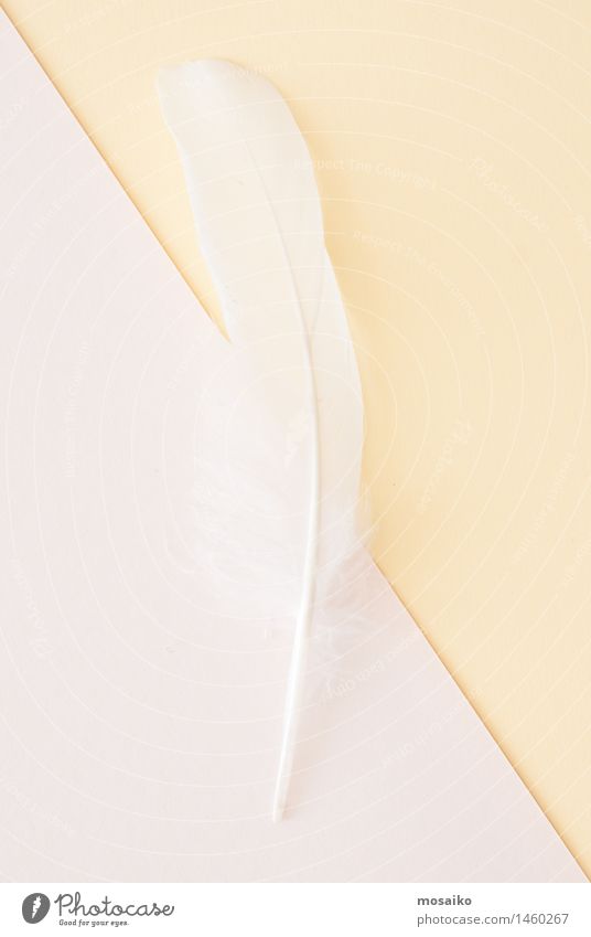 weiße Feder auf hellem Papierhintergrund Lifestyle elegant Stil Design Wellness Leben harmonisch Wohlgefühl Erholung ruhig Spa Massage Maler Schwan fliegen