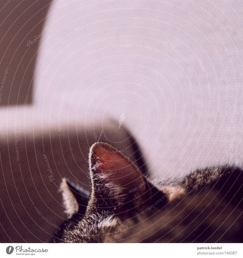 Lauscher Katze Ohr Sofa hören Radarstation schlafen Tier lümmeln tauchen Fell Haustier Futter So tun als ob Feline Katzenohr Haare & Frisuren getigert Sonnenbad