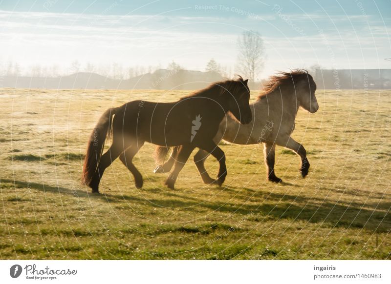 Naturtölt Landschaft Himmel Wolken Horizont Herbst Winter Nebel Feld Weide Tier Pferd Island Ponys 2 laufen springen toben frei Freundlichkeit natürlich wild