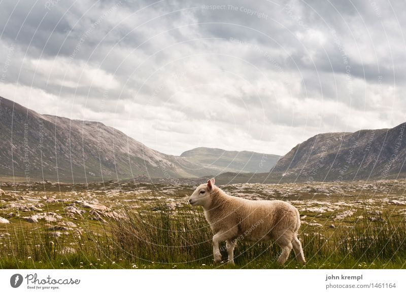Passaschafant Natur Landschaft Wolken Gras Wiese Hügel Felsen Berge u. Gebirge Schottland Highlands Nutztier Schaf 1 Tier gehen Freundlichkeit Gesundheit