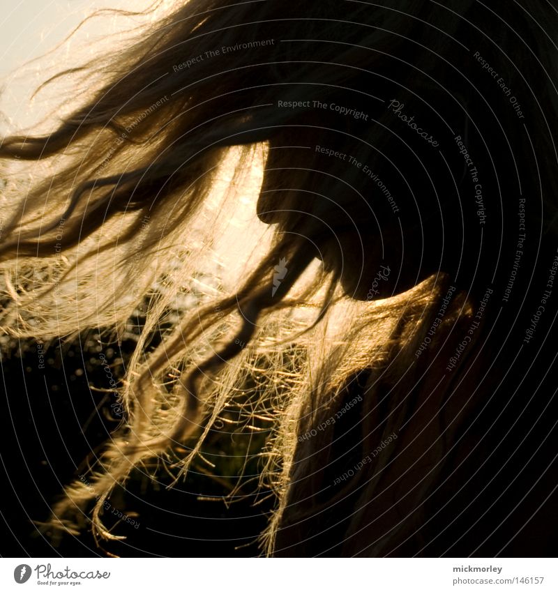 Sonnenkind Sommer Lichterscheinung Kontrast Silhouette Porträt Haare & Frisuren gold Locken Haarsträhne Nase Kopf wild Tanzen Tanzveranstaltung Show