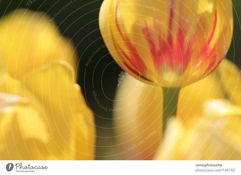 Tulpenmeer Blume Pflanze gelb rot Physik Niederlande Blumenbeet Blumenstengel Blumenfeld Blumenstrauß Gutschein Freude Blüte Frühling Leben frisch mehrfarbig