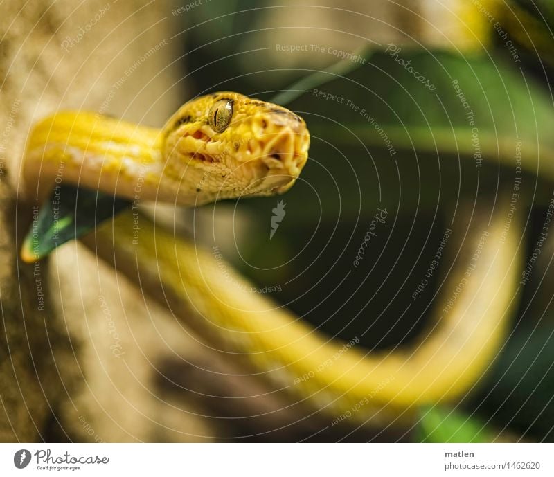 Kuesschen Zoo Tier Schlange Schuppen 1 bedrohlich Neugier braun gelb grün schwarz 2015 Schlangenlinie Farbfoto Nahaufnahme Menschenleer Textfreiraum unten