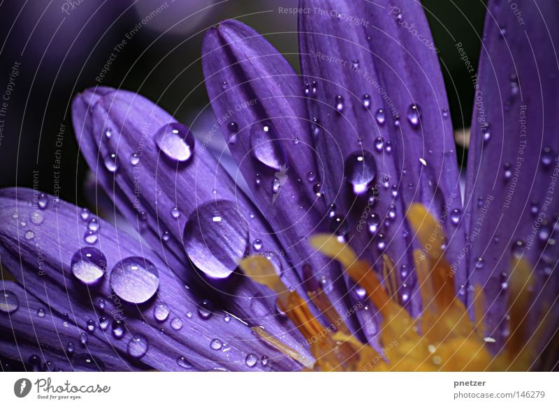 Oktoberregen Blume Blüte Makroaufnahme nass violett magenta Sommer Wachstum schön Herbst gelb Nahaufnahme Gewitter Regen Wassertropfen blau Farbe Blühend Wetter