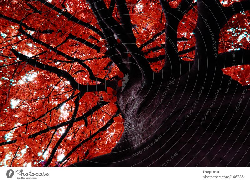 Herbst Baum Geäst Zweige u. Äste braun rot Strukturen & Formen Ordnung Holz Maserung Holzstruktur Baumrinde Blatt Jahreszeiten Wald Himmel himmelsdach