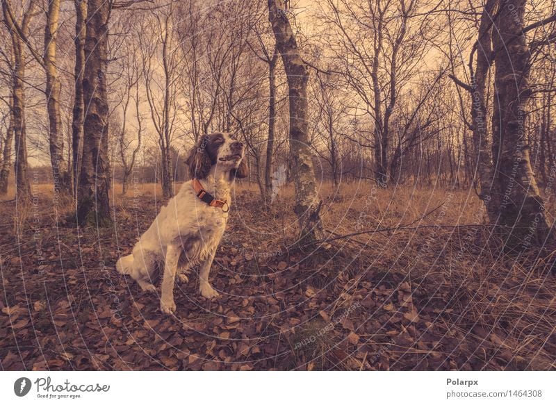 Hund, der im Wald am Herbst sitzt Jagd wandern Frau Erwachsene Umwelt Natur Tier Himmel Baum Blatt Wege & Pfade Pelzmantel Haustier beobachten sitzen warten