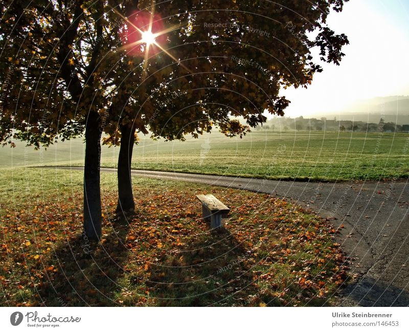 Sternförmige Sonne scheint durch Baumpaar im Herbst Ausflug 2 Mensch Landschaft Nebel Blatt Wiese Feld Wege & Pfade fallen grün Baumfarn Herbstlaub Boden