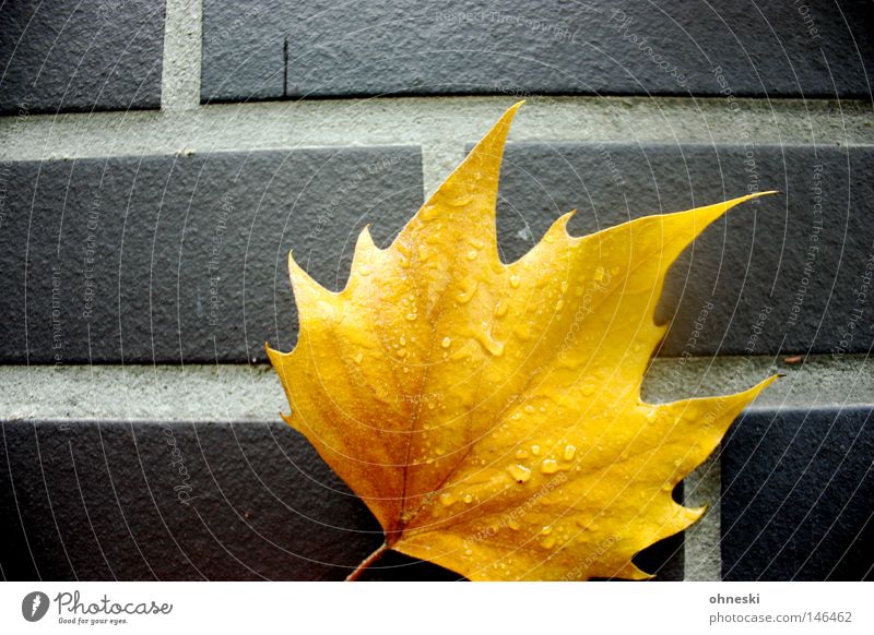 Das goldene Blatt Kontrast Wassertropfen Herbst Regen Backstein gelb Indian Summer Ahorn Wand Fuge Neigung