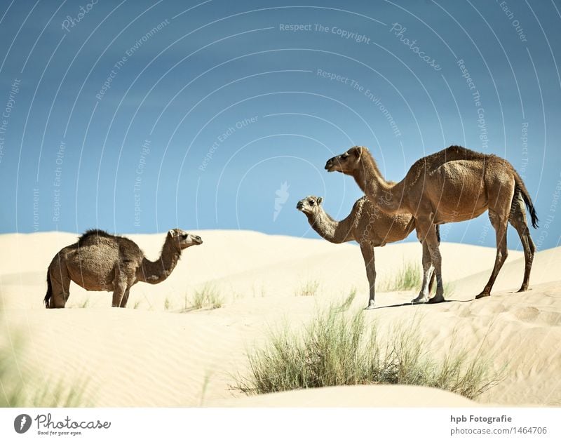 Kamele Ferien & Urlaub & Reisen Tourismus Ausflug Abenteuer Safari Expedition Natur Landschaft Tier Sand Wärme Dürre Wüste Dromedar 3 Tiergruppe Herde