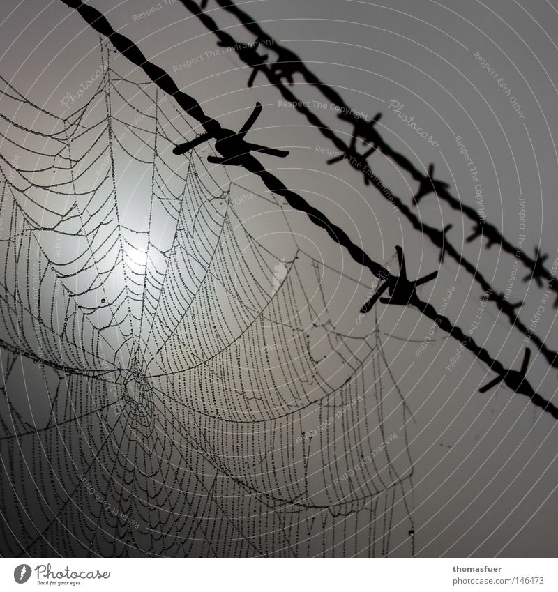 Spinnennetz am Stacheldraht Draht Wassertropfen Tau Morgen grau Grauen gefangen Überwachung Ministerium für Staatssicherheit dunkel Gleichgültigkeit